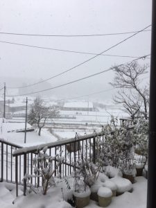 雪が降りました