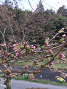 ３月２８日現在の桜の様子