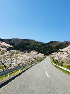 弥栄町野坂の桜並木