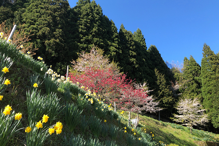 弥栄町野坂の桜並木付近風景