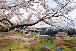 弥栄町野坂の桜並木付近の風景
