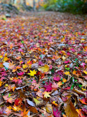 弥栄町三里のもみじ谷公園の紅葉